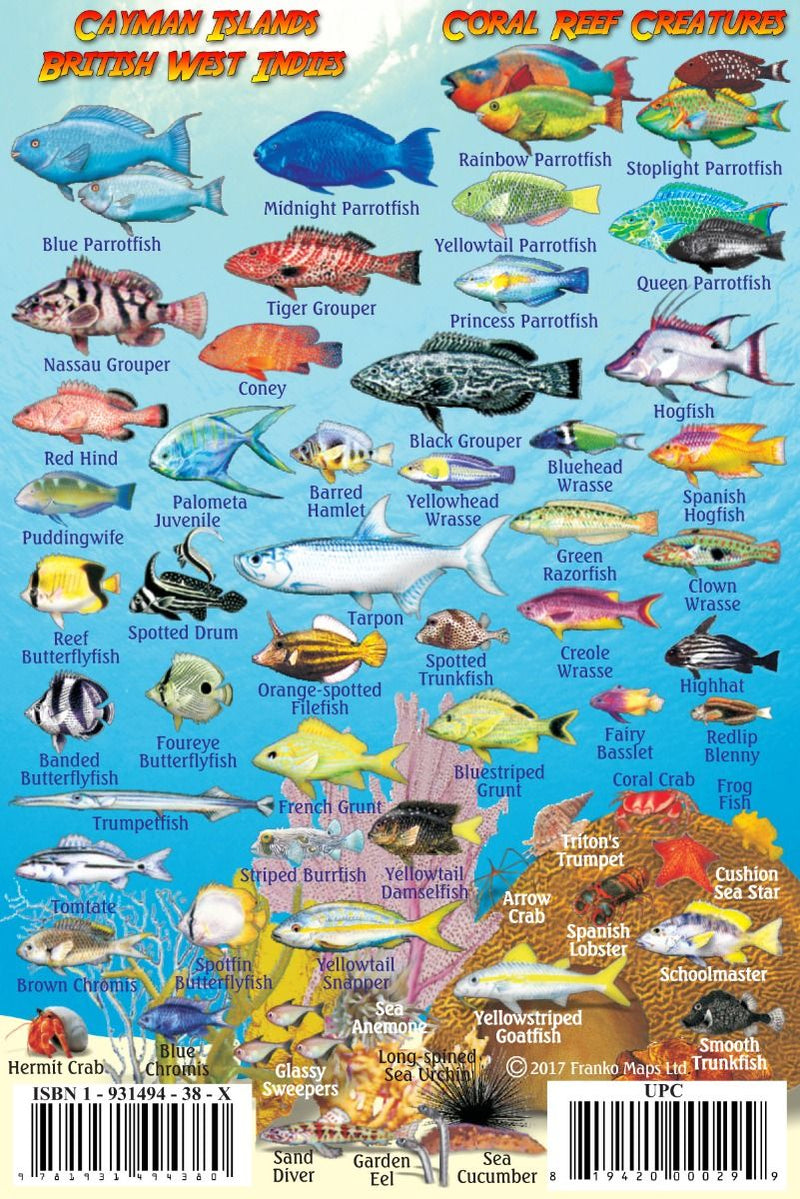 Cayman Islands British West Indies Coral Reef Creatures Guide - Marine life identification card showcasing fish species found in Cayman Islands waters with colorful reef fish illustrations