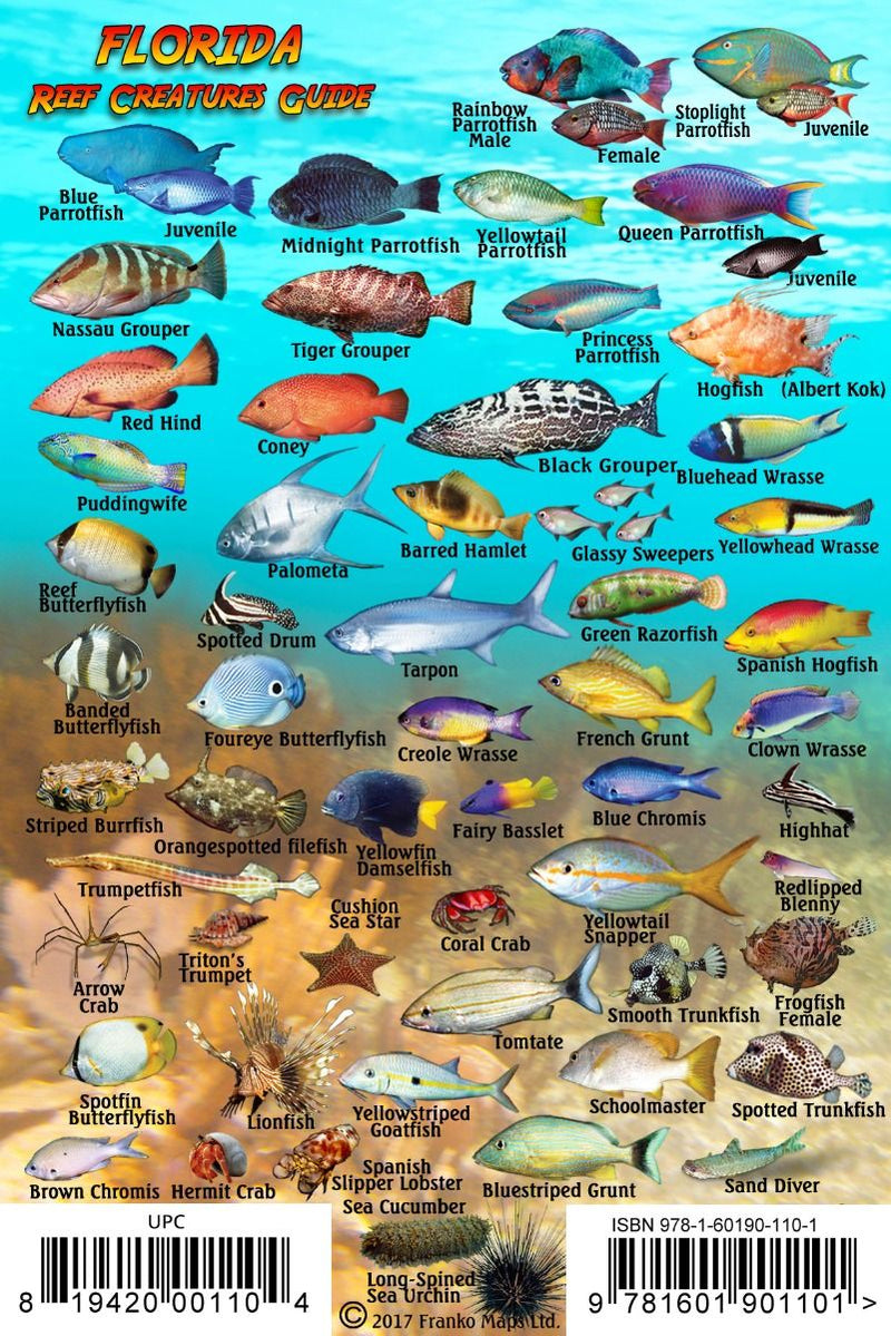 Florida Reef Creatures Guide - Comprehensive marine life identification chart showing Florida Keys and reef fish species including parrotfish, angelfish, groupers, and tropical Atlantic fish