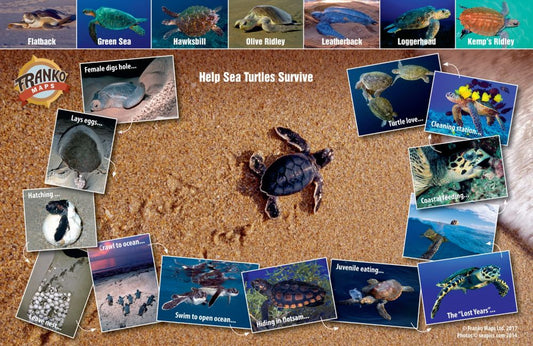 Sea turtle conservation educational poster featuring different turtle species (Flatback, Green Sea, Hawksbill, Olive Ridley, Leatherback, Loggerhead, Kemp's Ridley) with turtle lifecycle and "Help Sea Turtles Survive" conservation message