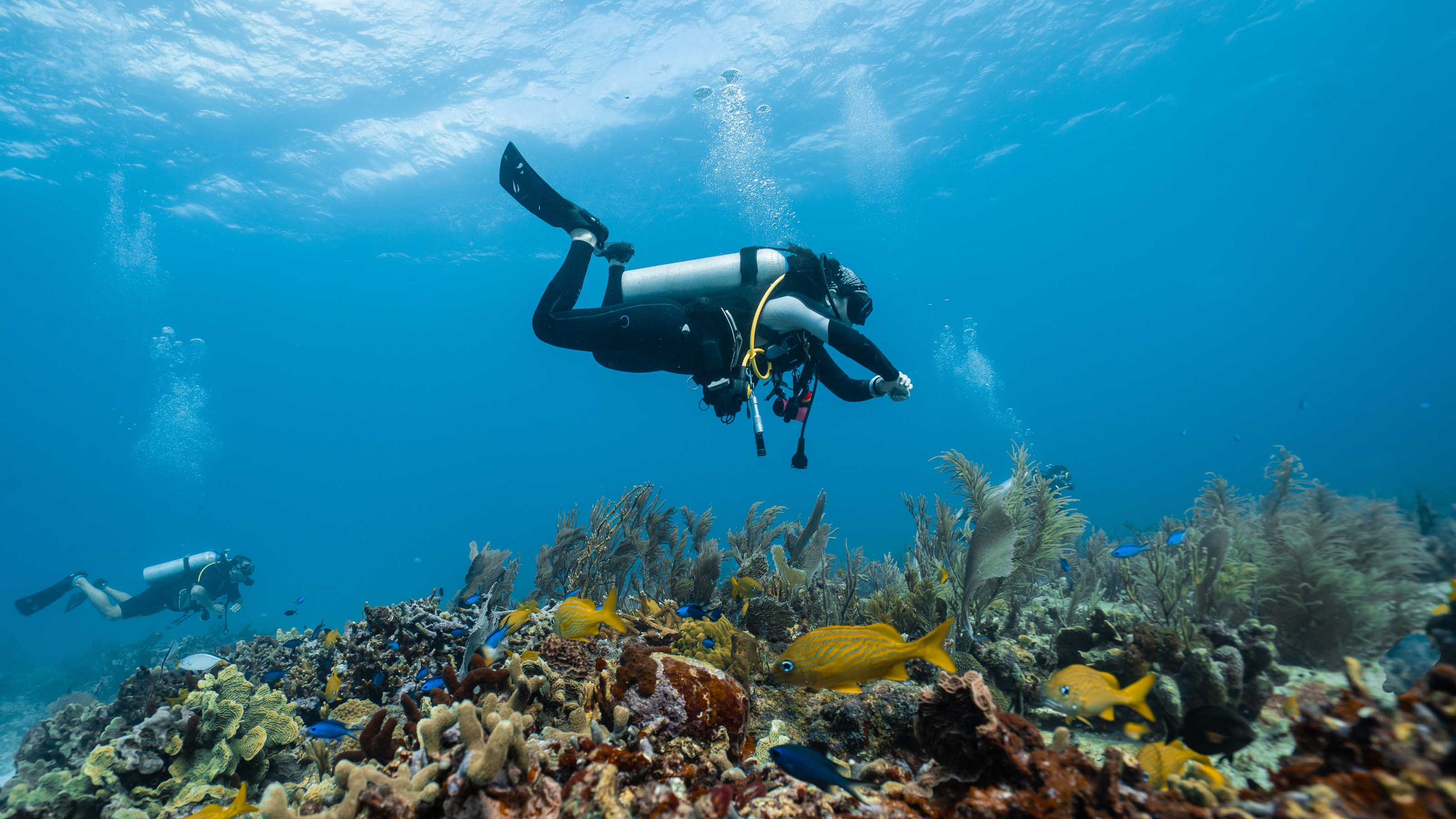 SoCal Scuba Diving Guide Scuba Schools of America