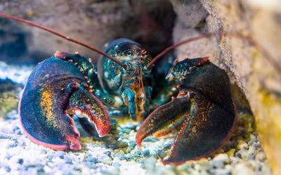 California Lobster Season 2026: A Guide for Inland Empire Divers