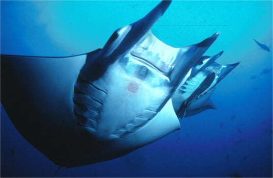 SSI Ecology Series of Classes: Marine Ecology, Shark Ecology, Coral Ecology, Fish Identification, Turtle Ecology, Manta Ray Ecology