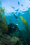 Two Day Adventure Aboard The Pacific Star
