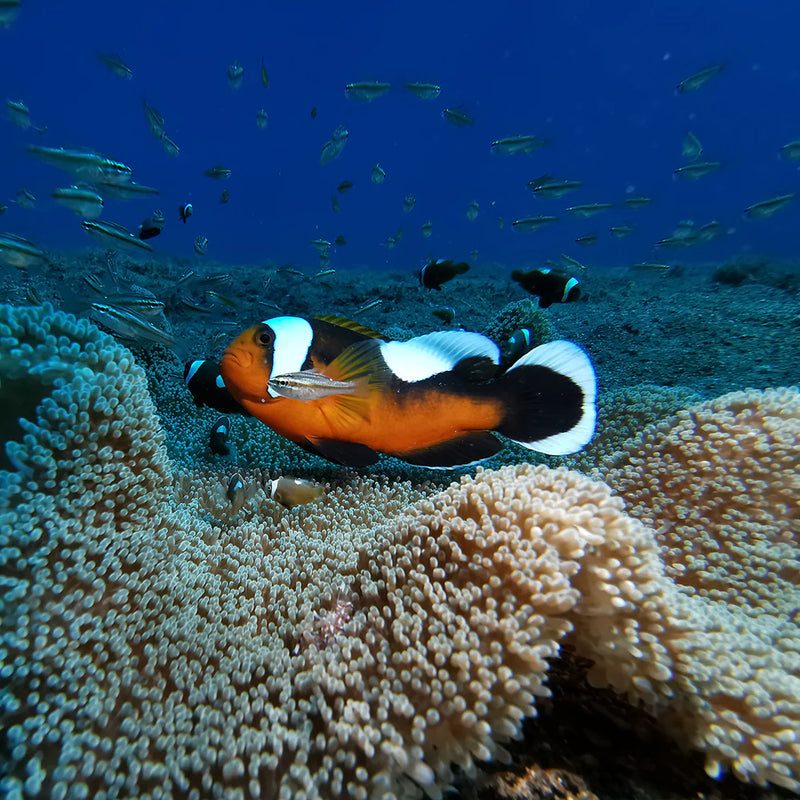 Divevolk Advanced Creator SL120 Underwater Cinema Kit Product Photo