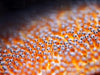 Divevolk Advanced Macro Snoot Underwater Photography Kit Product Photo