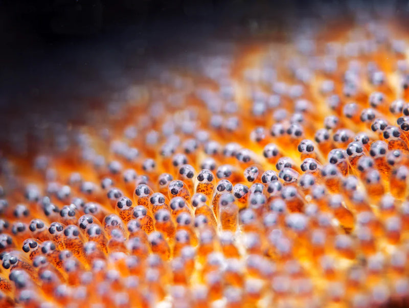 Divevolk Advanced Macro Snoot Underwater Photography Kit Product Photo