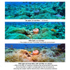Divevolk Ambient Blue Light Filter for Underwater Video Lights Product Photo