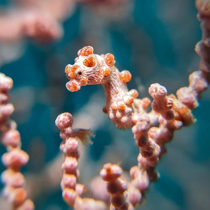 Divevolk Close Shot Macro Photography Kit Product Photo