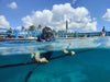 Divevolk Shallow Water Dome Lens for Split Shot Photography Product Photo
