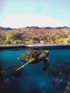 Divevolk Shallow Water Dome Lens for Split Shot Photography Product Photo