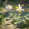 Divevolk Shallow Water Dome Lens for Split Shot Photography Product Photo