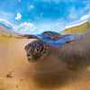 Divevolk Shallow Water Dome Lens for Split Shot Photography Product Photo