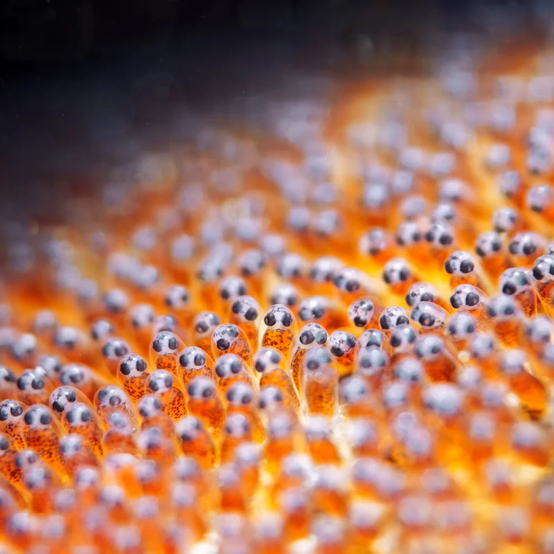 Divevolk +18 Underwater Macro Lens for High Magnification Photography Product Photo