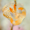 Divevolk +8 Underwater Macro Lens for Close-Up Diving Photography Product Photo