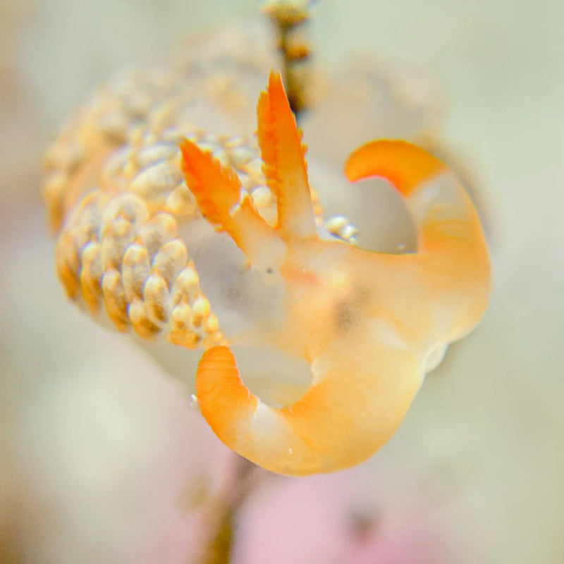 Divevolk +8 Underwater Macro Lens for Close-Up Diving Photography Product Photo