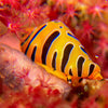 Divevolk +8 Underwater Macro Lens for Close-Up Diving Photography Product Photo