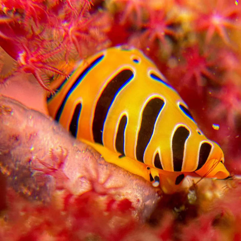 Divevolk +8 Underwater Macro Lens for Close-Up Diving Photography Product Photo