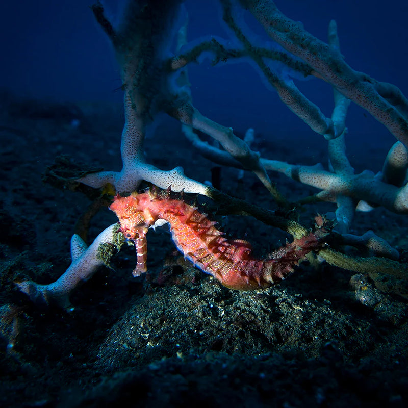 Divevolk Underwater Snoot for Macro Photography Product Photo