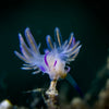 Divevolk Underwater Snoot for Macro Photography Product Photo