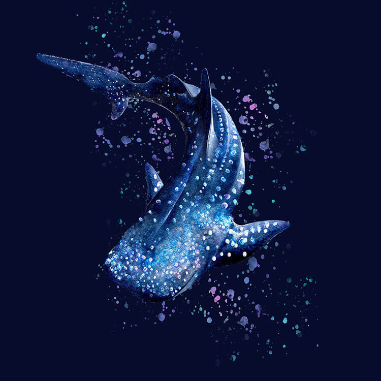 Whale Shark Wonderland Contour Rash Guard