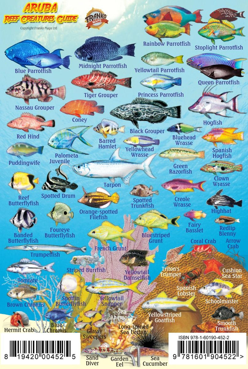 Aruba Reef Creatures Guide - Waterproof fish identification card showing colorful tropical fish species including parrotfish, groupers, wrasses, and coral reef creatures found in Aruba waters