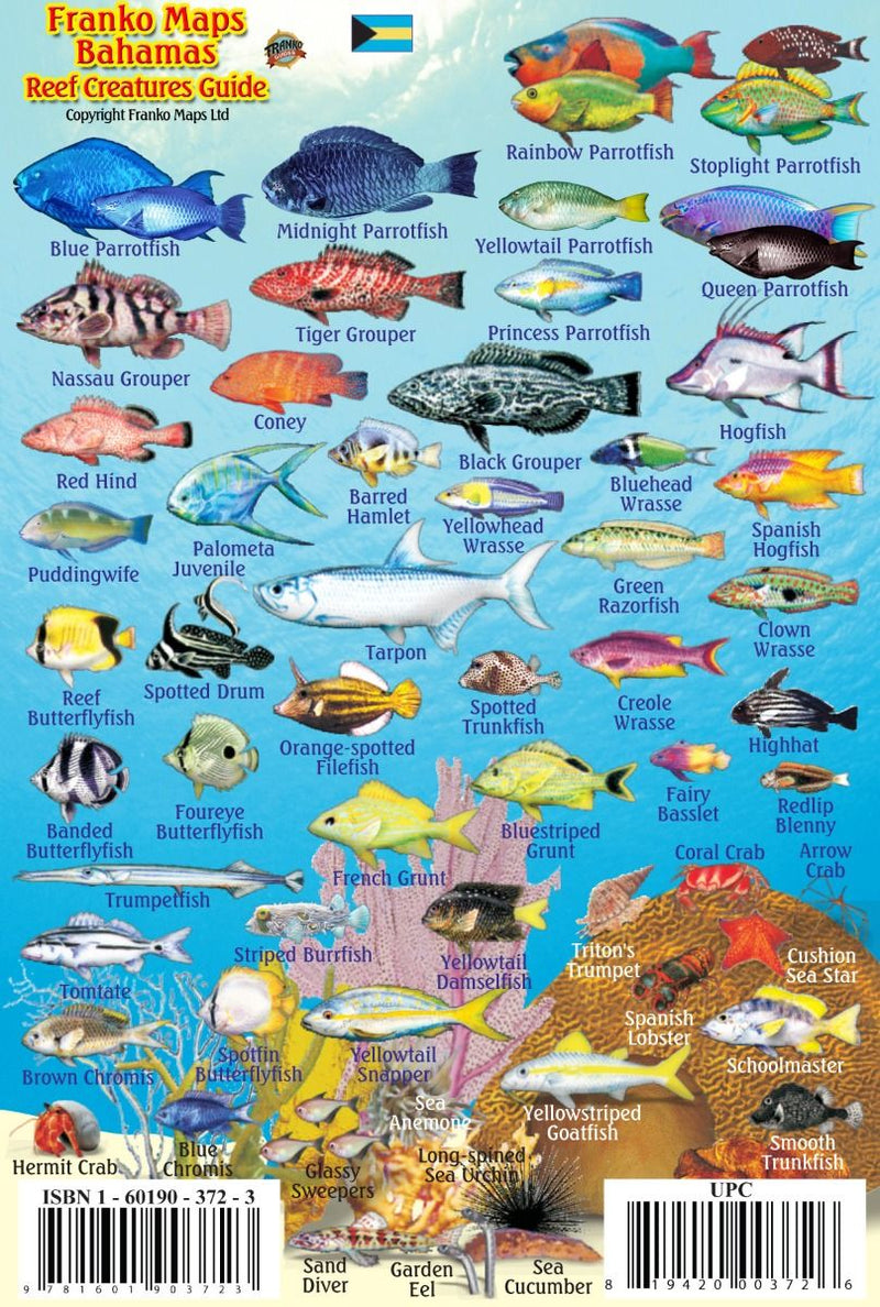 Franko Maps Bahamas Reef Creatures Guide - Laminated underwater identification chart featuring tropical fish species native to Bahamas coral reefs with detailed illustrations and species names