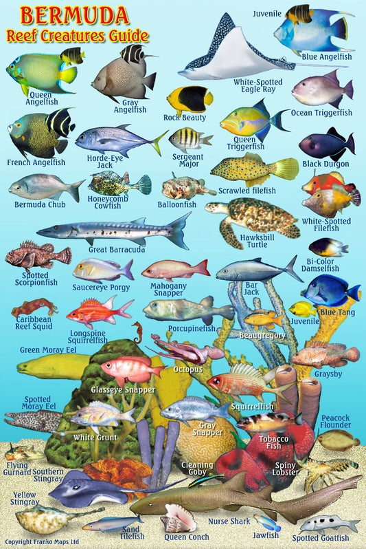 Bermuda Reef Creatures Guide - Waterproof marine life identification card displaying fish species found in Bermuda waters including angelfish, triggerfish, groupers, and other Atlantic reef creatures