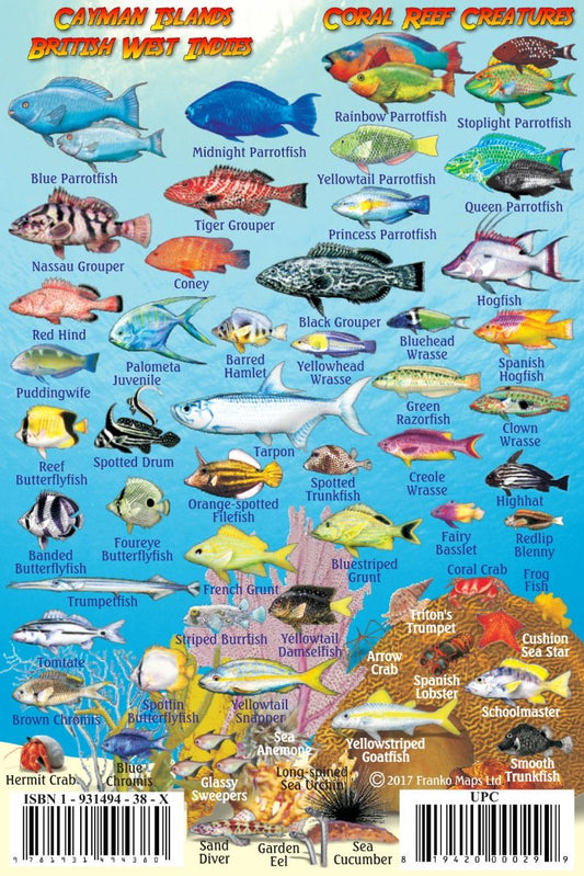 Cayman Islands British West Indies Coral Reef Creatures Guide - Marine life identification card showcasing fish species found in Cayman Islands waters with colorful reef fish illustrations
