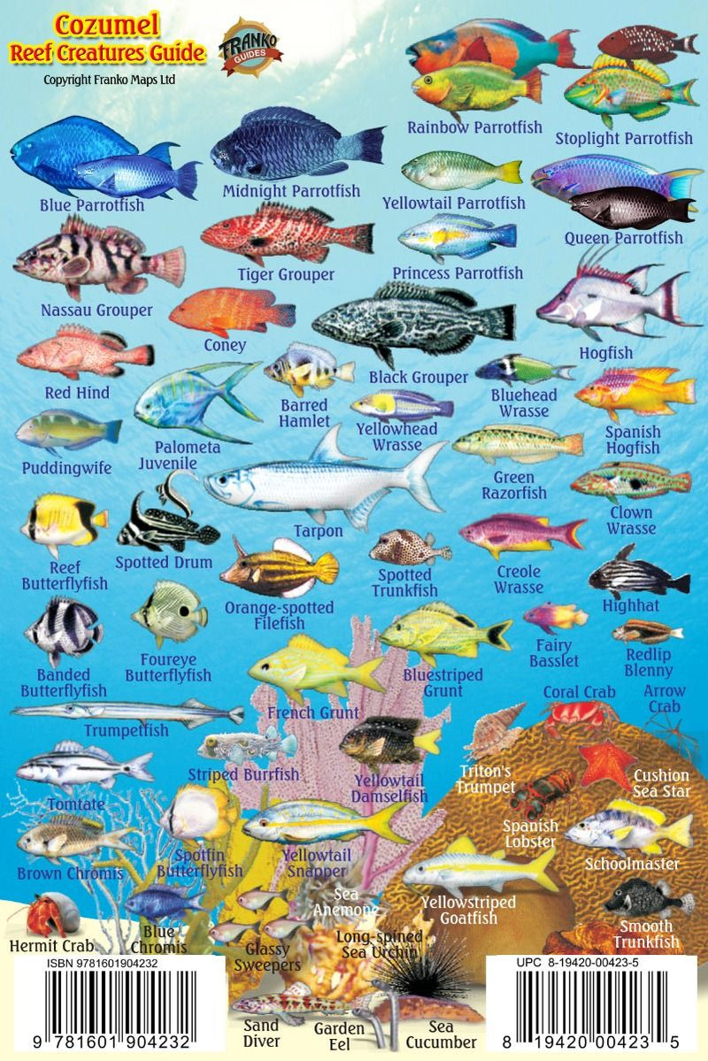 Cozumel Reef Creatures Guide - Waterproof diving reference showing Mexican Caribbean fish species including tropical reef fish, parrotfish, angelfish, and Cozumel marine life
