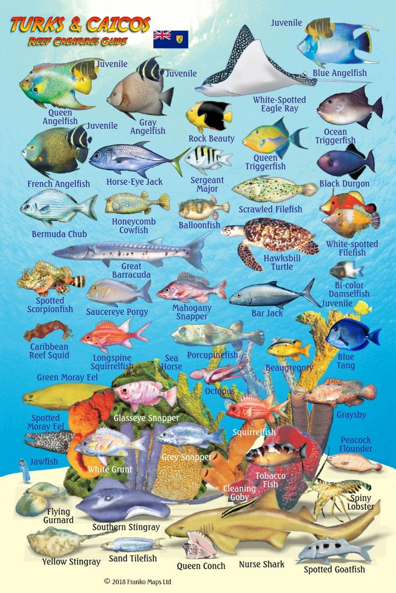 Turks & Caicos Reef Creatures Guide - Waterproof fish identification card showing colorful tropical fish species including Queen Angelfish, French Angelfish, Parrotfish, Triggerfish, and other Caribbean reef fish with names and illustrations