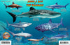 Sharks & Rays of The Bahamas Identification Guide - Waterproof marine life card showing Whale Shark, Great White Shark, Mako Shark, Blue Shark, and various ray species with detailed illustrations and species information
