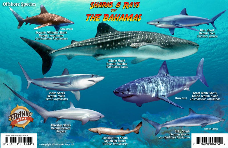 Sharks & Rays of The Bahamas Identification Guide - Waterproof marine life card showing Whale Shark, Great White Shark, Mako Shark, Blue Shark, and various ray species with detailed illustrations and species information