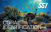 SSI Coral Identification Class-Courses-Scuba Schools of America