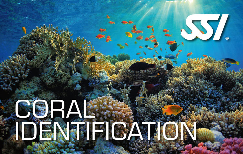 SSI Coral Identification Class-Courses-Scuba Schools of America
