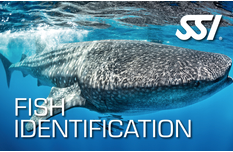 SSI Fish Identification Class-Courses-Scuba Schools of America