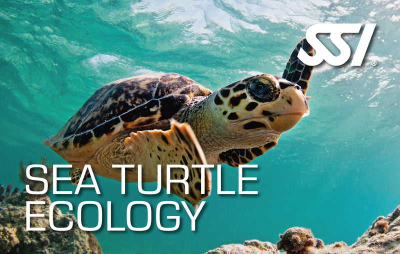 SSI Sea Turtle Ecology Diving Class-Courses-Scuba Schools of America