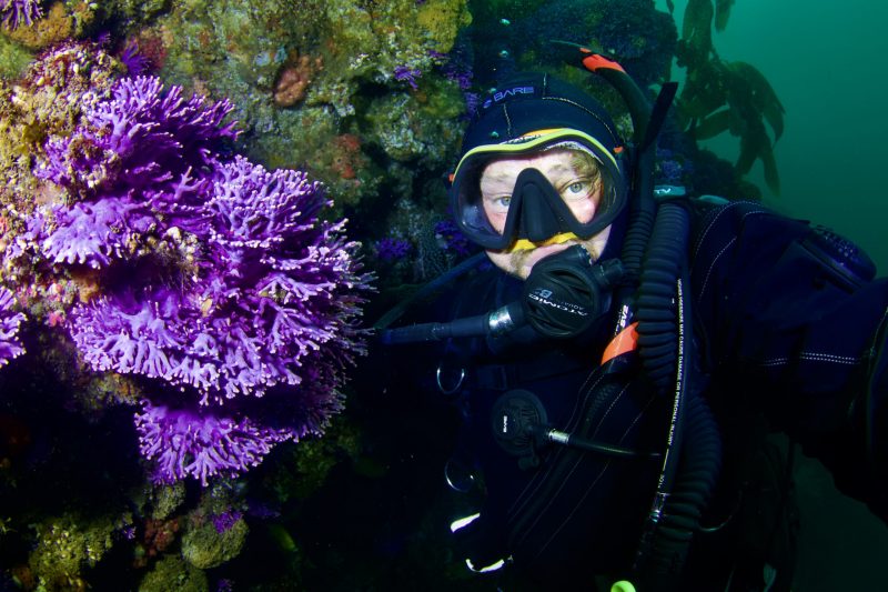 purple coral diving farnsworth banks california