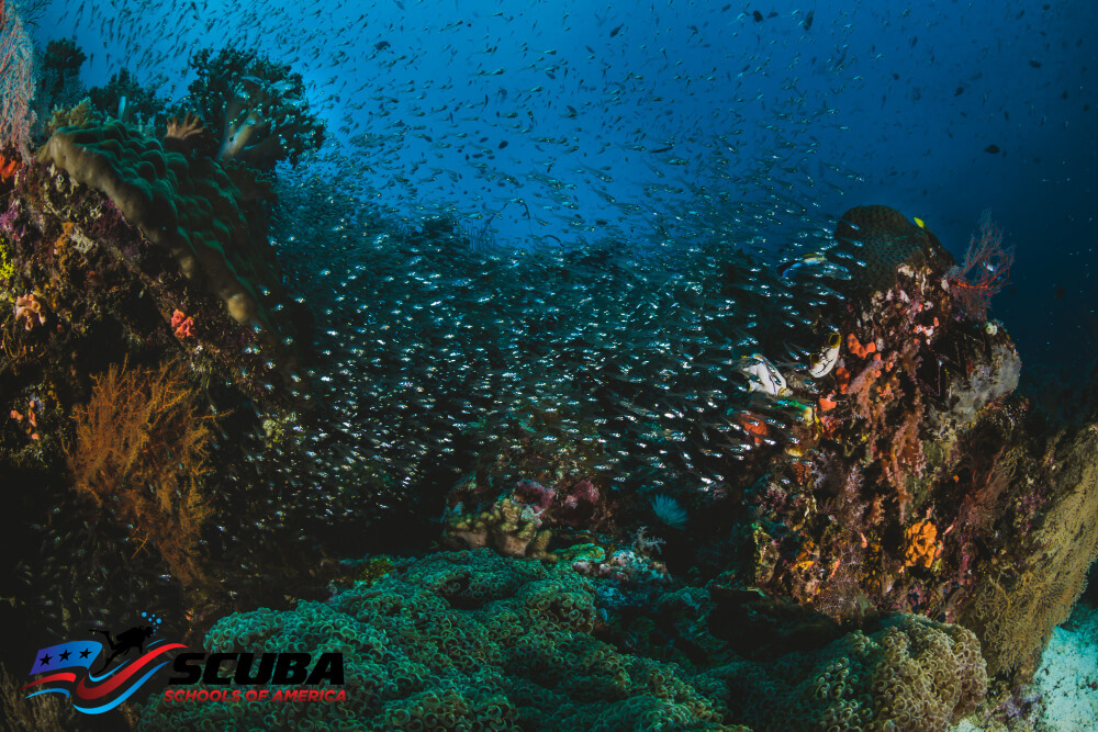 scuba diving in Raja Ampat Indonesia