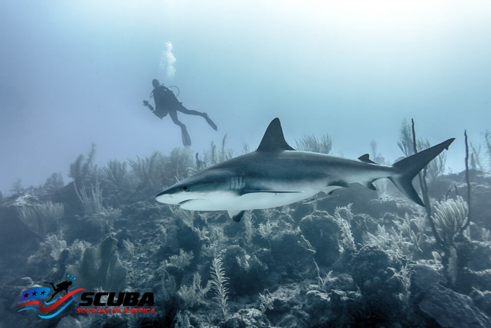 diving with sharks in Montclair, CA