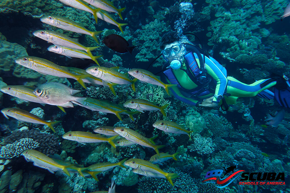 scuba diving in maldives